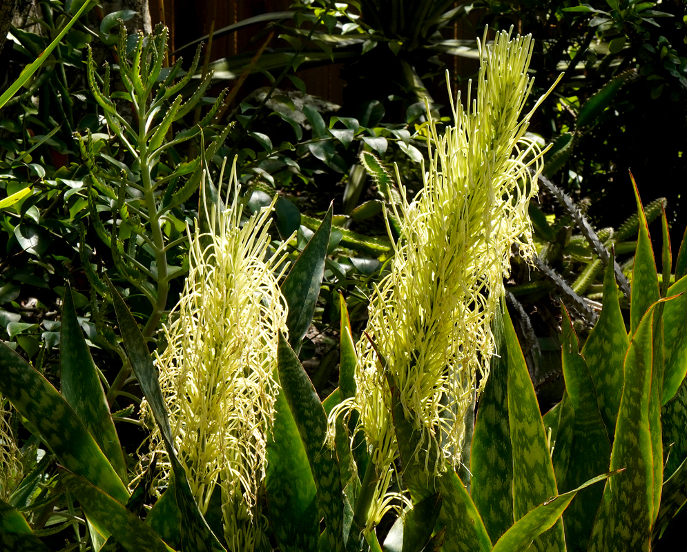 Sansevieria trifasciata Flowering Spike Cream-colored inflorescence of Sansevieria trifasciata emerging from the base of sword-shaped green leaves in a dense succulent garden