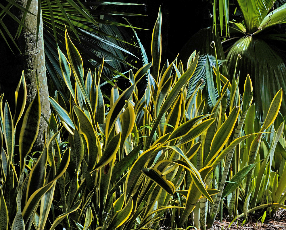 Sansevieria trifasciata Leaf Cluster Cluster of tall, upright Sansevieria trifasciata leaves with dark green centers and vivid yellow edges growing under partial shade in a tropical setting