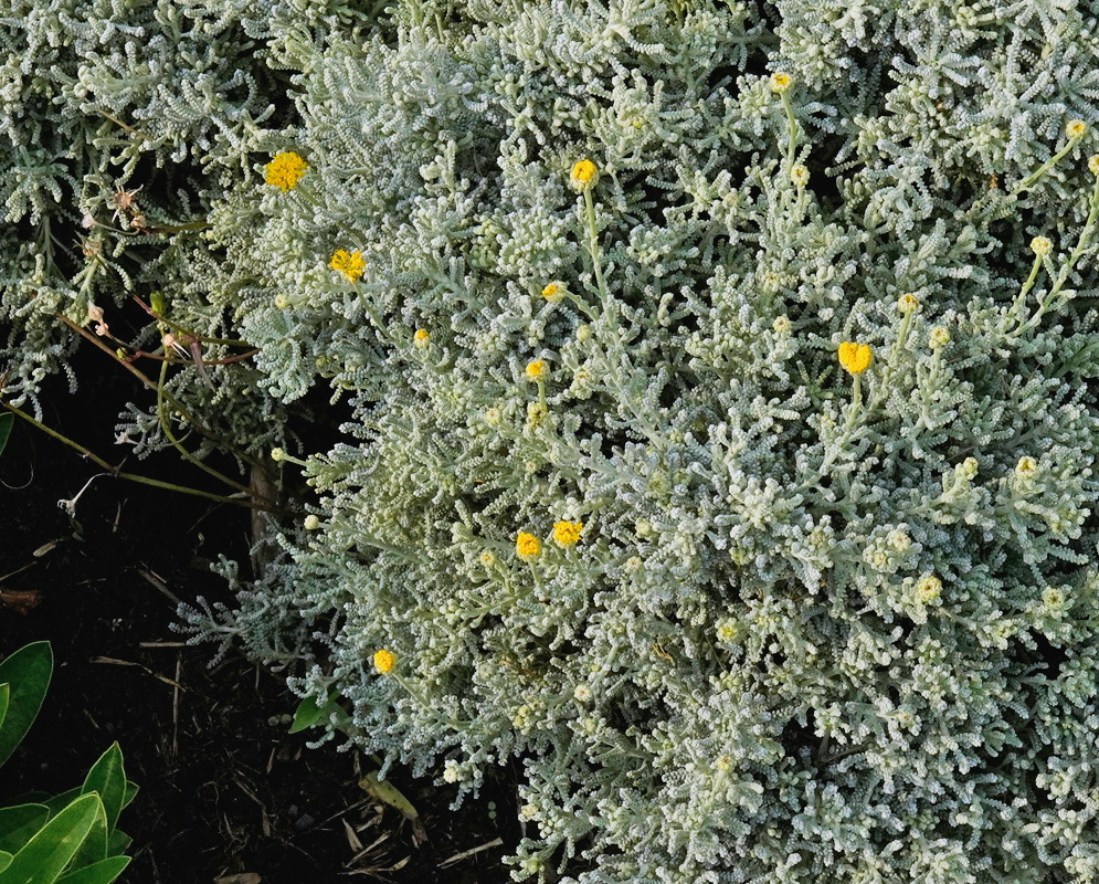 Santolina chamaecyparissus rounded yellow flower heads above finely divided silver gray foliage