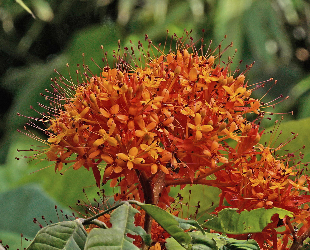 Saraca indica dense orange scarlet flower clusters with long projecting stamens beside pinnate leaves