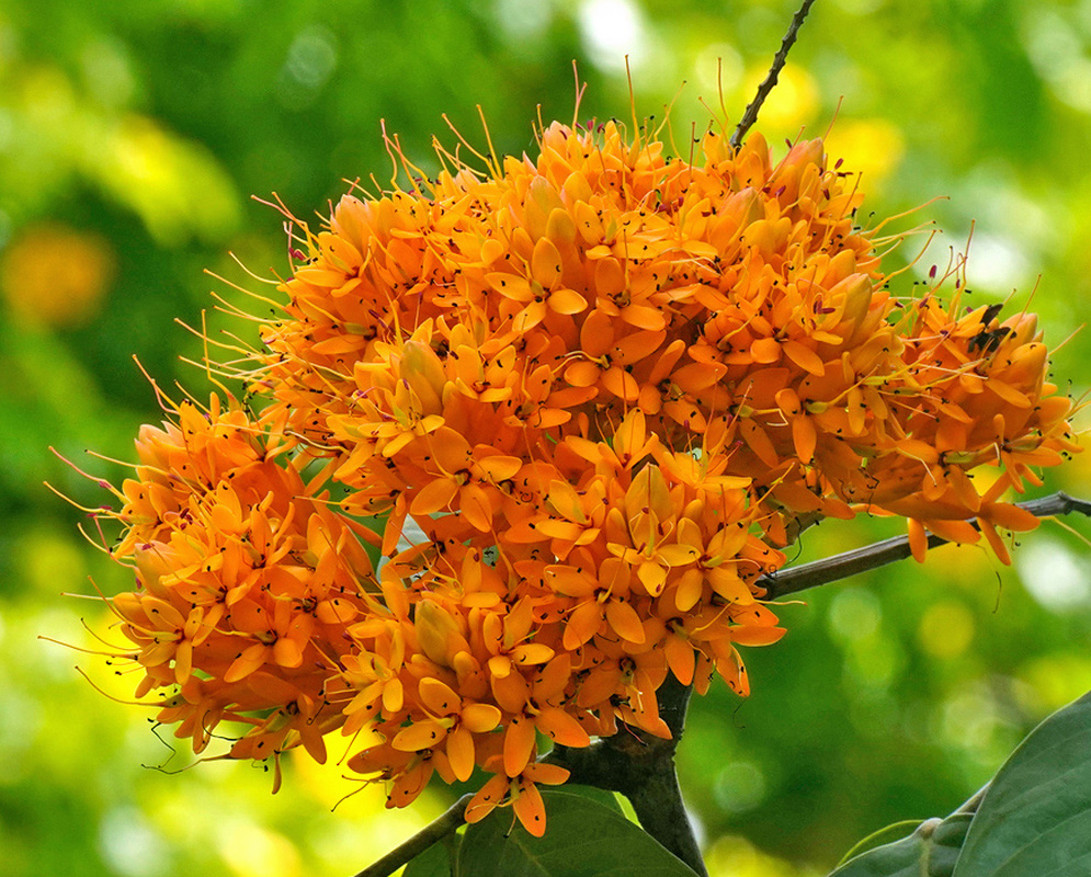 Saraca Rebecca dense orange pink flower clusters with projecting stamens and copper young leaves