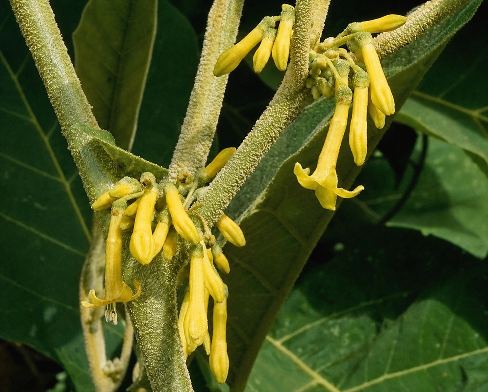 Saracha ferruginea flowers