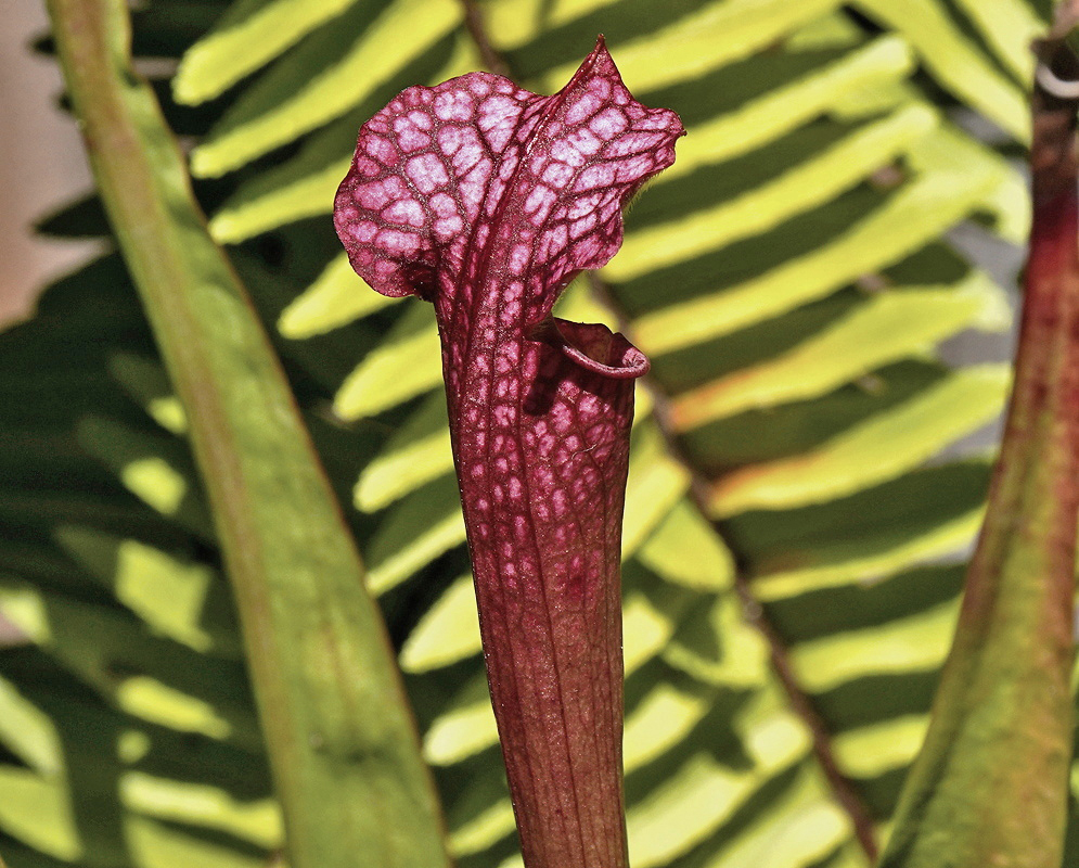 Sarracenia Judith Hindle upright red veined pitcher traps with flared patterned hoods