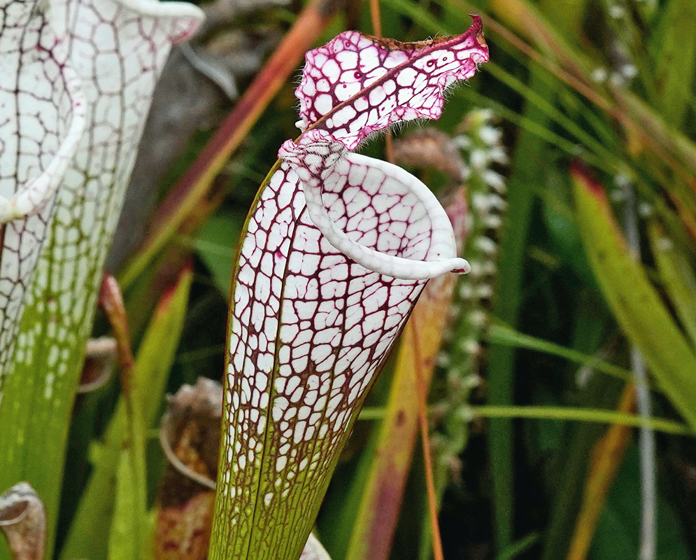 Sarracenia leucophylla tall white topped pitcher leaves patterned with red veins