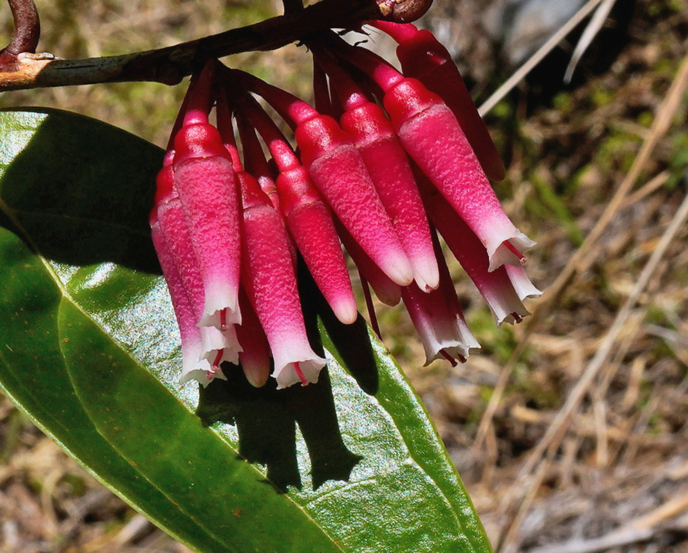 Satyria warszewiczii cluster of elongated red pink cream tubular flowers hanging from a woody branch