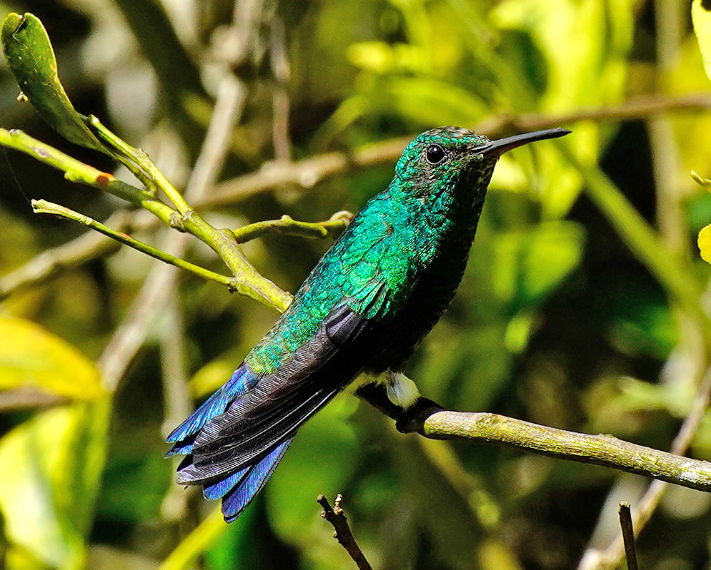 Metalic-green with blue Saucerottia saucerottei on a tree branch