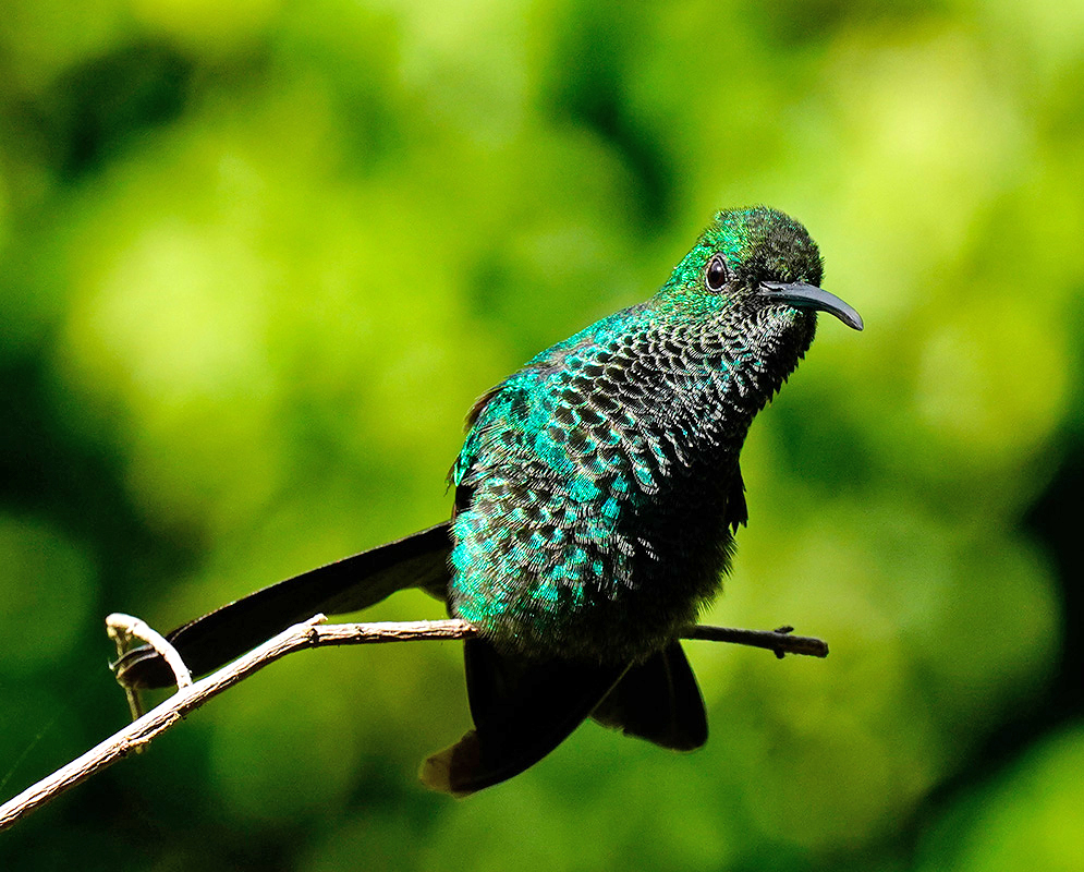 Metalic-green with blue Saucerottia saucerottei tilting on a tree branch