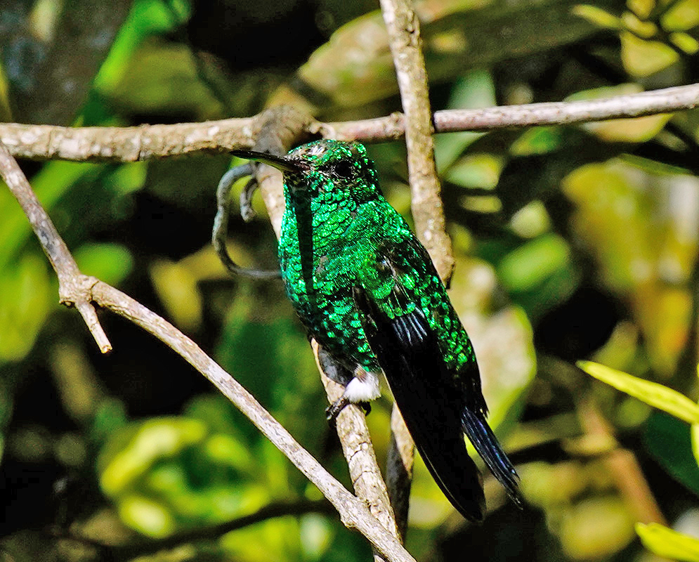 Metalic-green  Saucerottia saucerottei on a tree branch