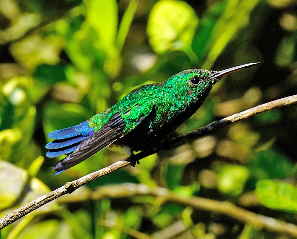 Metalic-green with blue Saucerottia saucerottei crouching on a tree branch