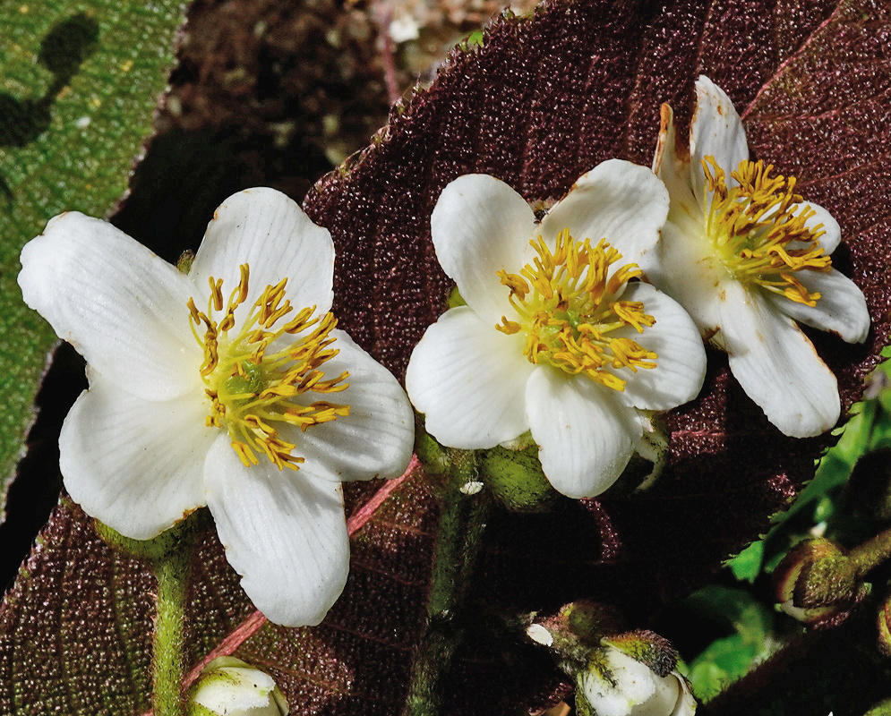 Saurauia arnoldii pale five petaled flowers with dense stamens beside broad toothed leaves