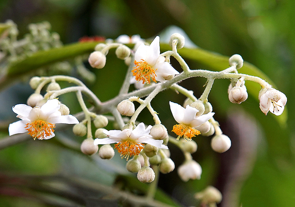 Saurauia scabra inflorescence with white flowers and yellow stamens and white flower buds