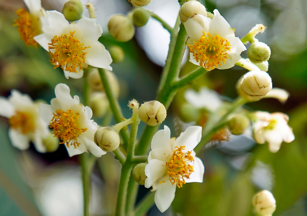 Saurauia scabra flower cluster with white flowers and yellow stamens and white flower buds