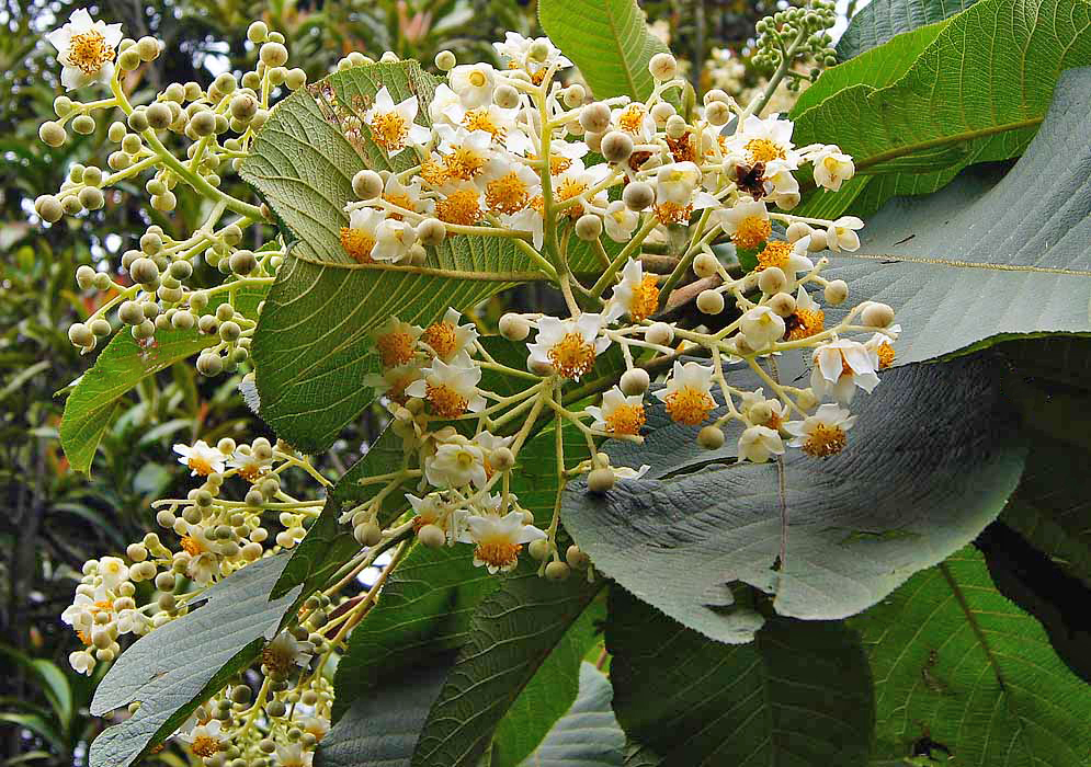Saurauia scabra inflorescence with white flowers and yellow stamens
