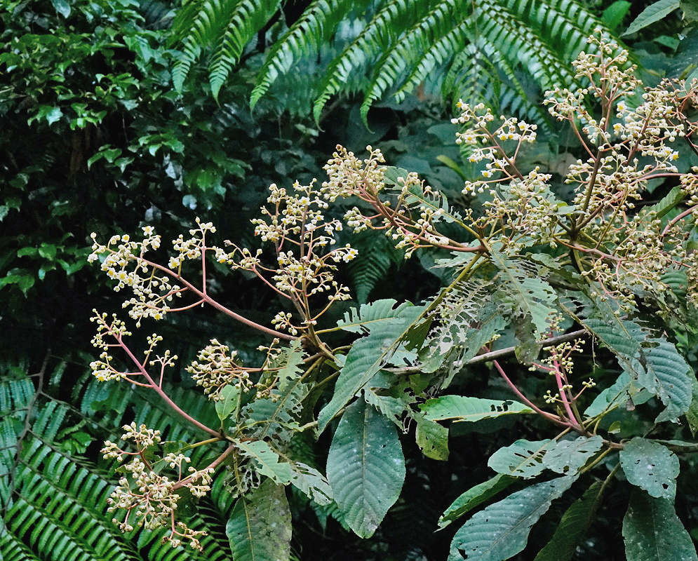 Saurauia serrata white five petaled flowers with yellow stamens beside serrated green leaves