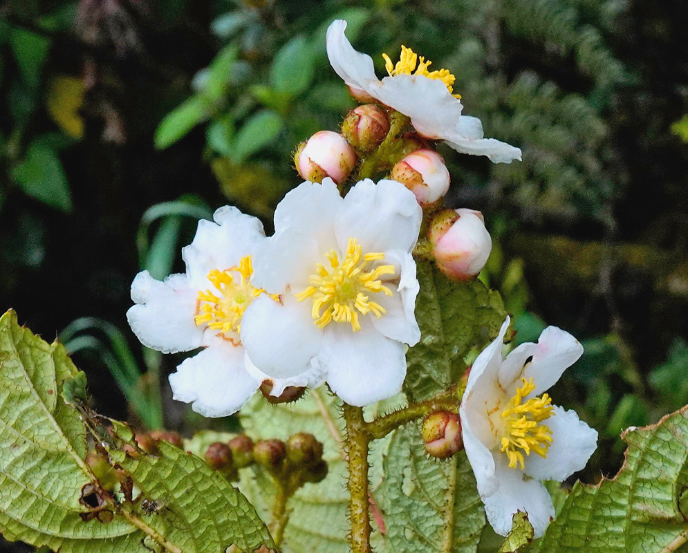 White flowers of Saurauia tomentosa in southern Colombia