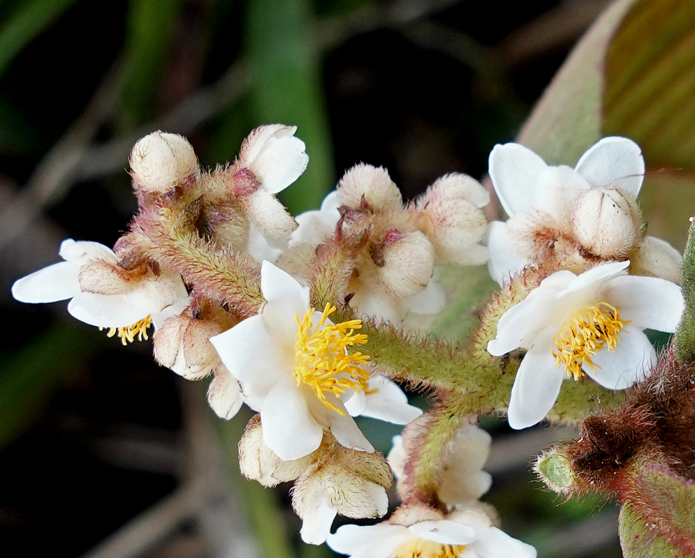 Saurauia ursina white flowers