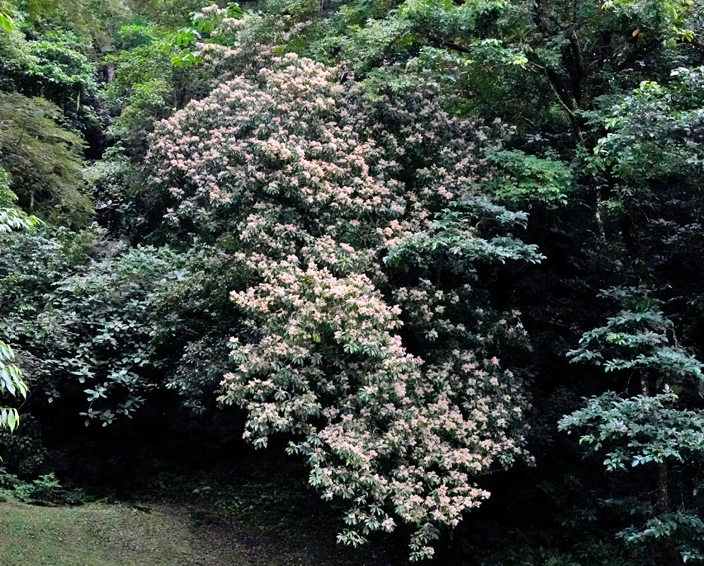 Saurauia yasicae pale flowers with numerous central stamens among broad toothed leaves