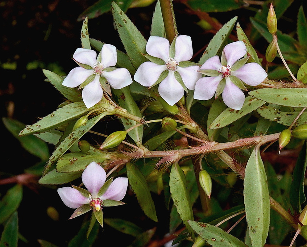 Sauvagesia erecta delicate pale flower with five petals and a dense central ring above narrow leaves