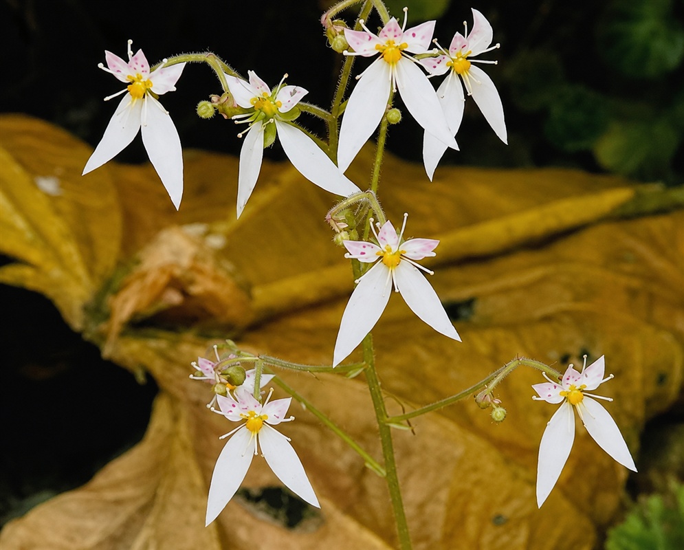 Saxifraga stolonifera delicate white flowers with two long lower petals above rounded leaves