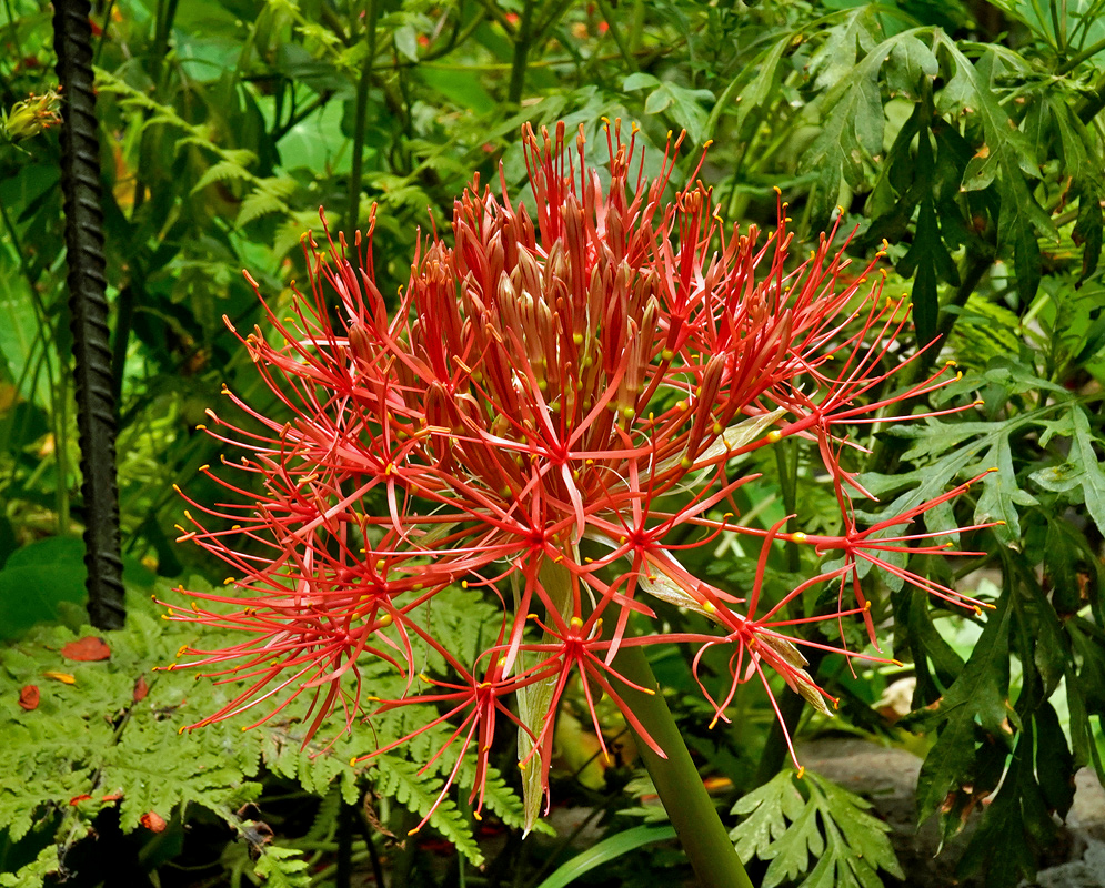 Scadoxus multiflorus spherical red flower head formed by many narrow florets and projecting stamens