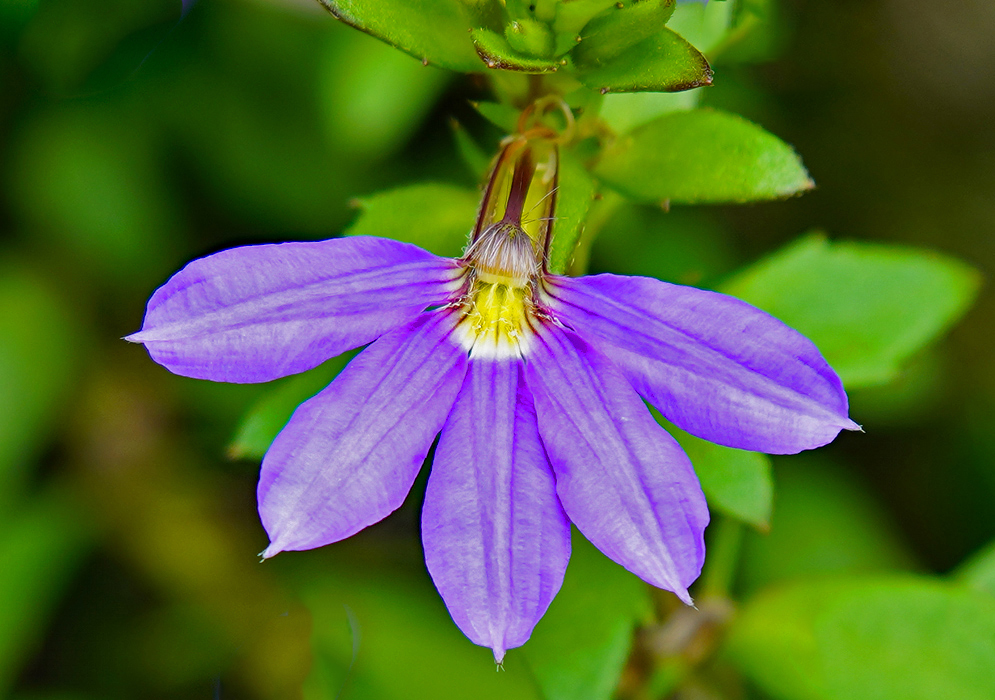 A purple Scaevola Aemula flower with a yellow center