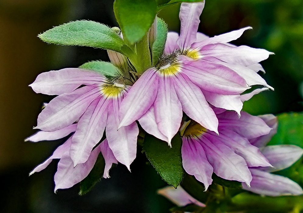 Pink Scaevola Aemula flowers with yellow centers