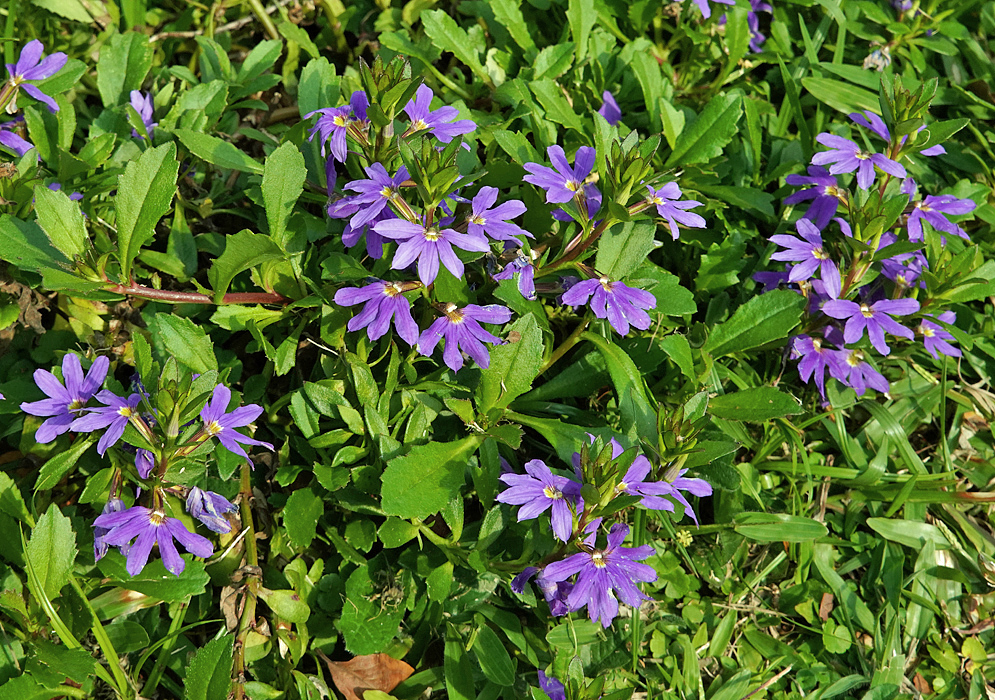 Purple fan-shaped Scaevola aemula flowers