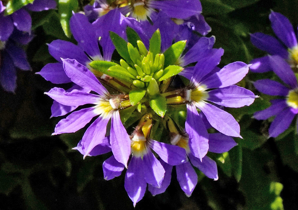 Scaevola aemula purple flower cluster in dabbled sunlight