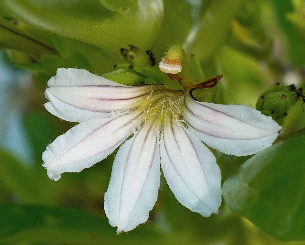 Scaevola taccada white fan shaped flower with all five lobes arranged beside glossy coastal leaves