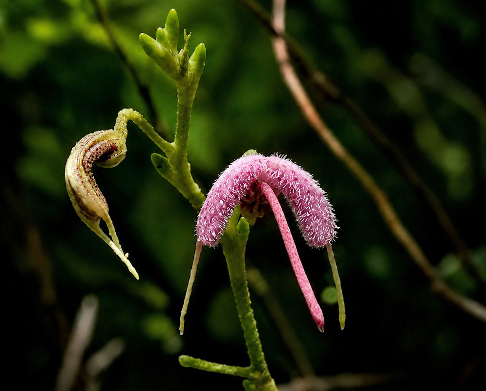 Scaphosepalum lima small pendent pink-purple orchid flowers with finely hairy curved sepals
