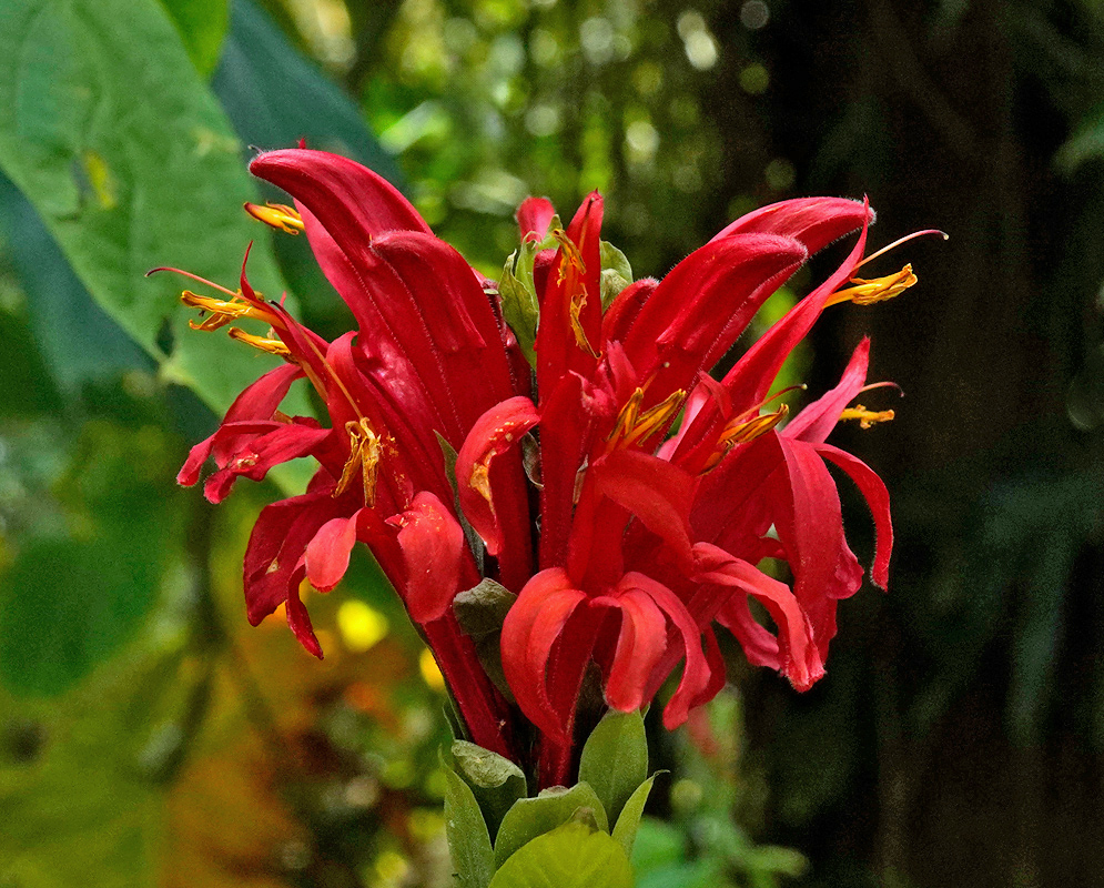 Cluster of scarlet red Pachystachys coccinea flowers in full bloom, rising from green bracts against a blurred forest background