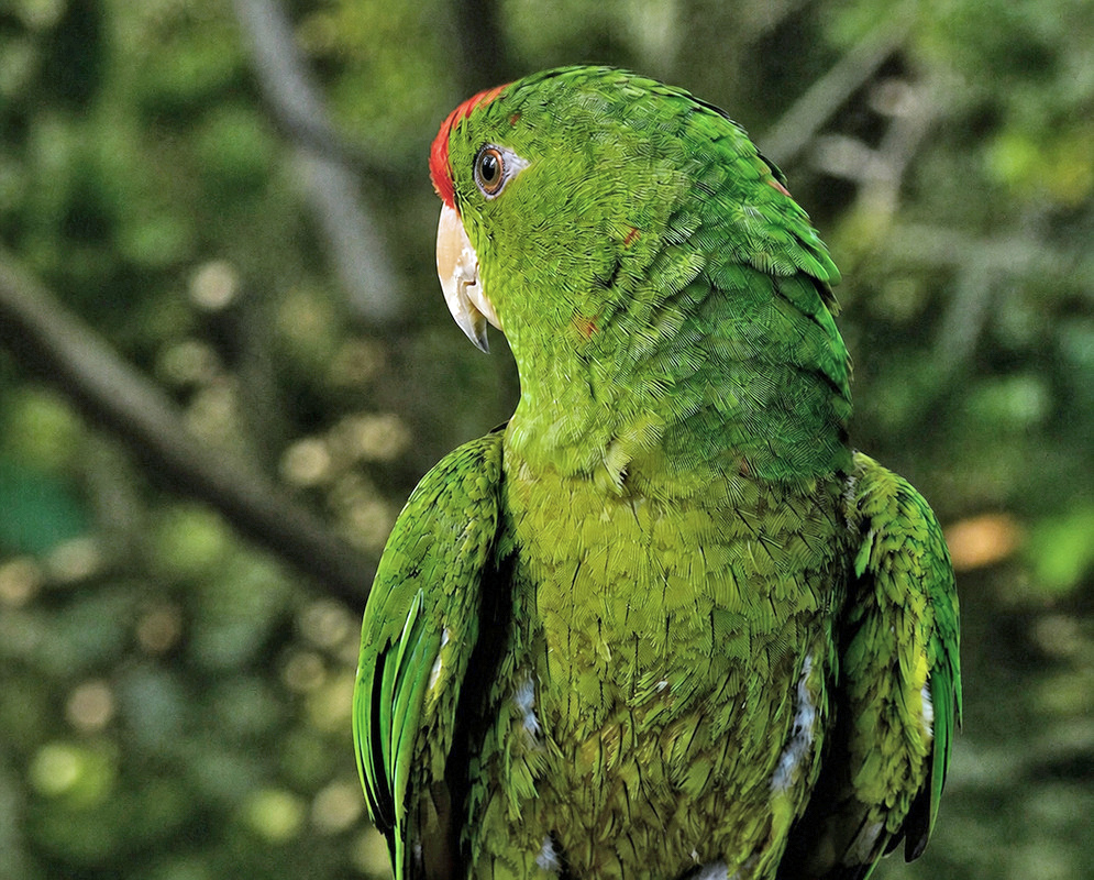 A Psittacara wagleri shown as the scarlet fronted parakeet in a clear view with its characteristic plumage visible