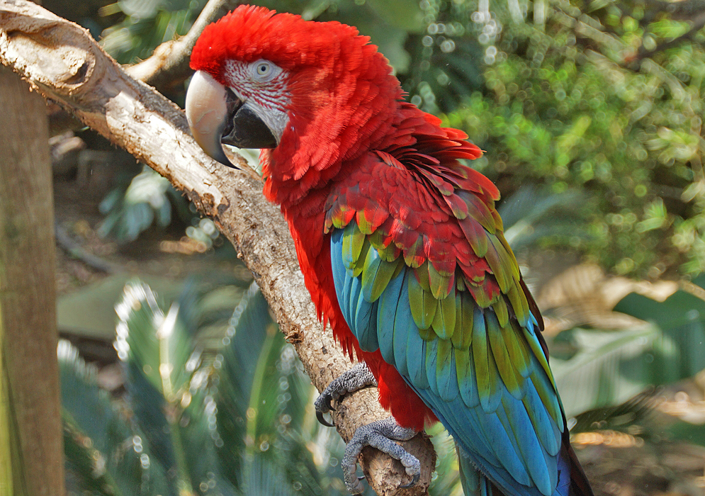 A perched Ara macao with ruffled feathers