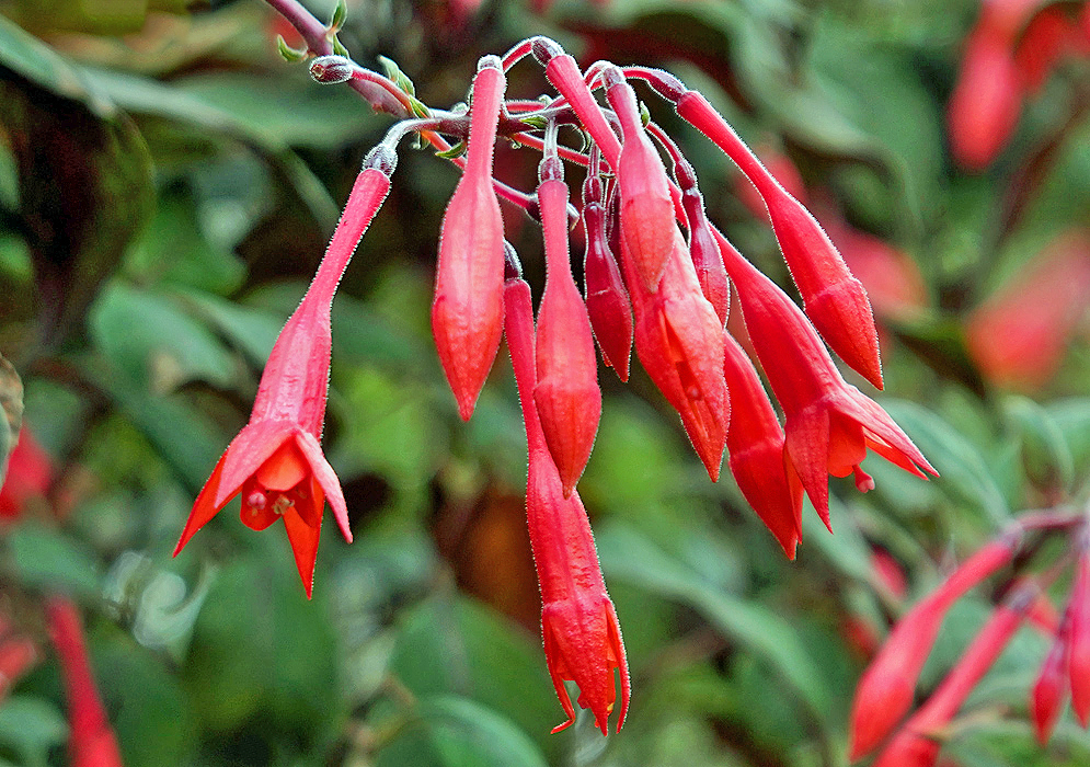 Red Fuchsia triphylla flower stem, dark red sepals and red flowers in shade