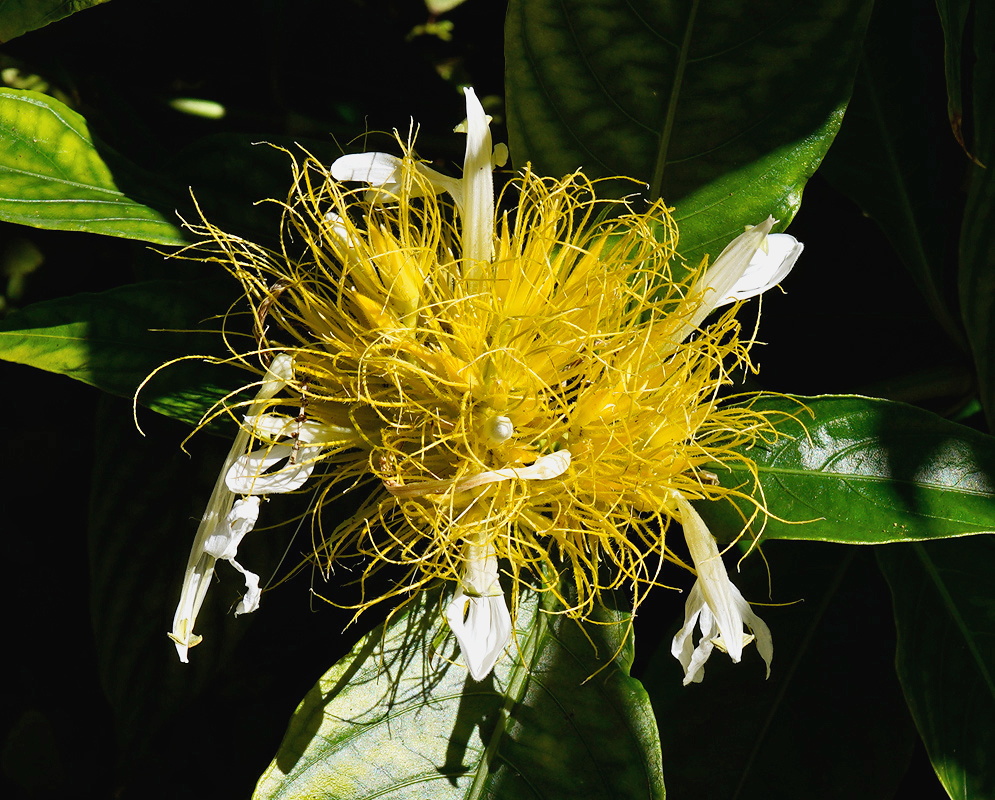 Schaueria calytricha cluster of slender white tubular flowers above opposite green leaves