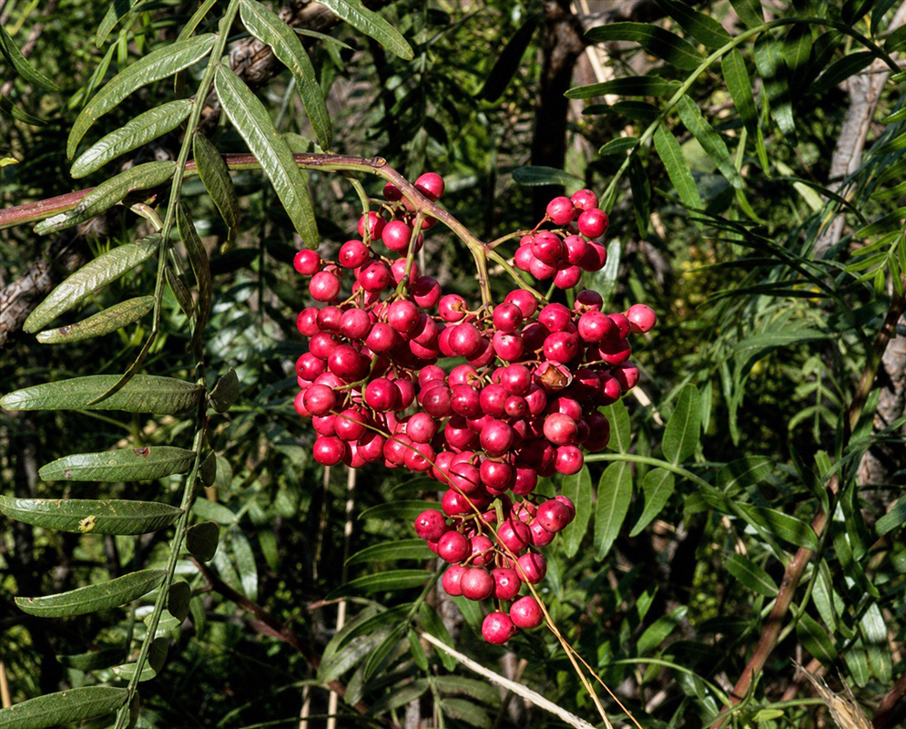 Schinus molle dense cluster of round pink-red fruits among narrow divided leaves