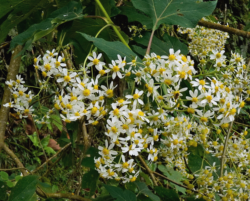 Schistocarpha sinforosii branched cluster of small white flower heads above broad serrated leaves