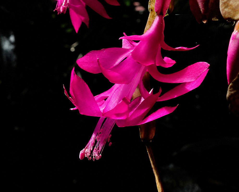 Schlumbergera russelliana vivid pink pendent flower on a flattened jointed cactus stem