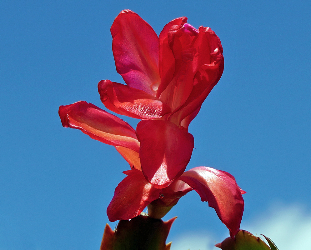 Schlumbergera truncata red flower under blue skies