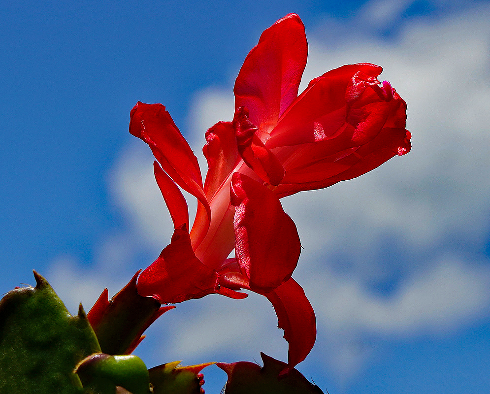 Schlumbergera truncata red flower with white stamens in sunlight