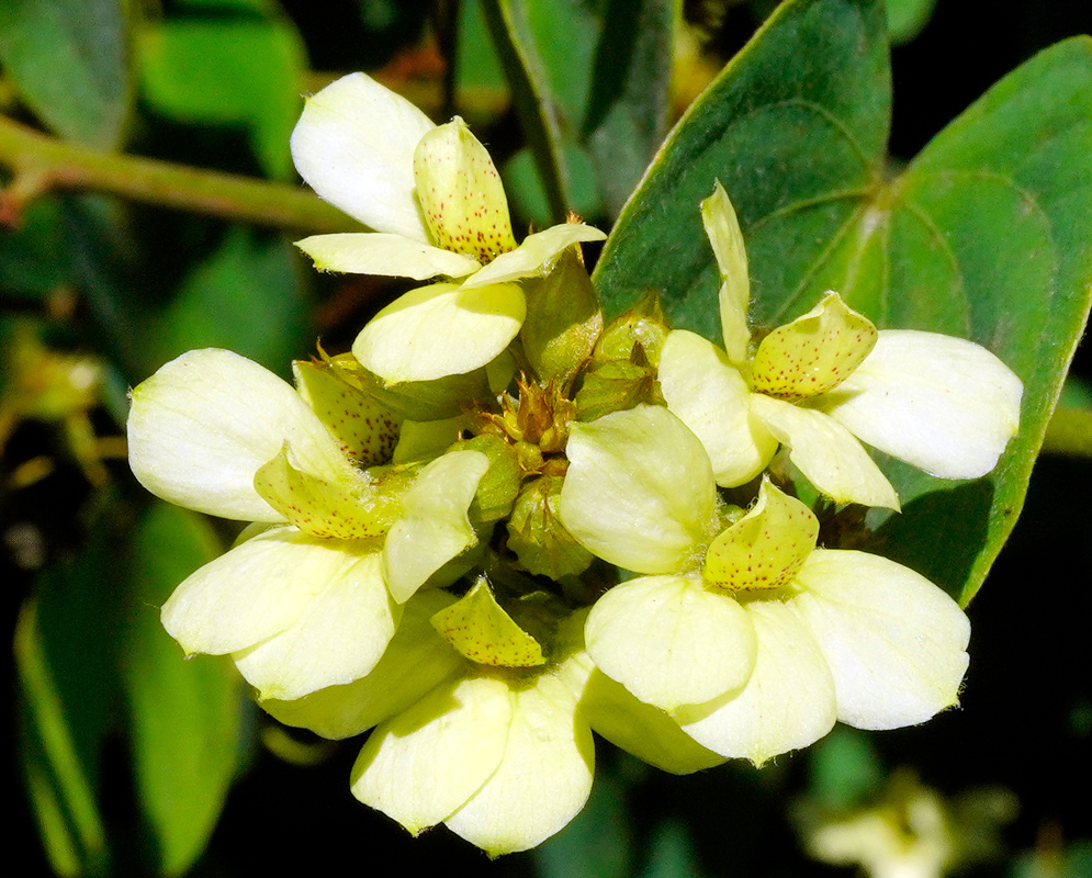 Close-up view of creamy yellow Schnella glabra flowers with speckled inner petals against green foliage