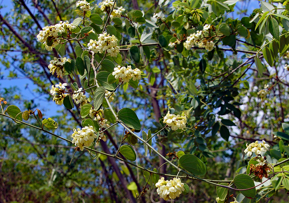 Schnella glabra vine with white flowers