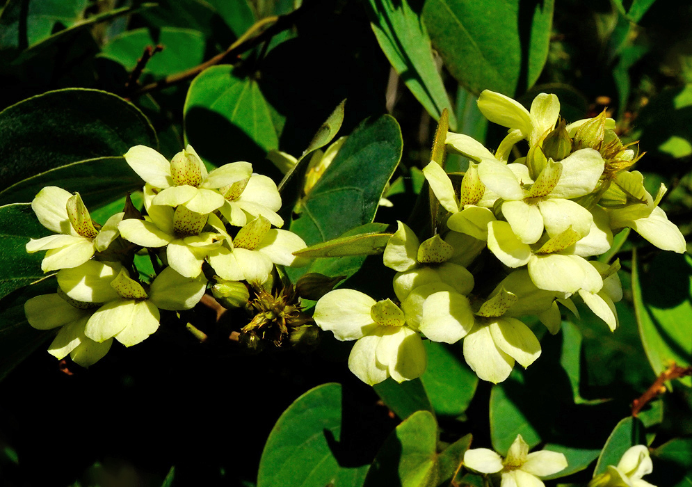 Clustered inflorescences of Schnella glabra displaying pale yellow petals and dotted inner lobes surrounded by broad green leaves