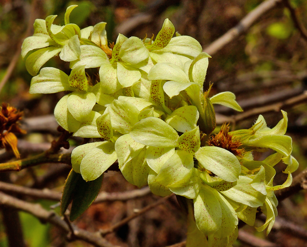 Schnella glabra vine with white flowers