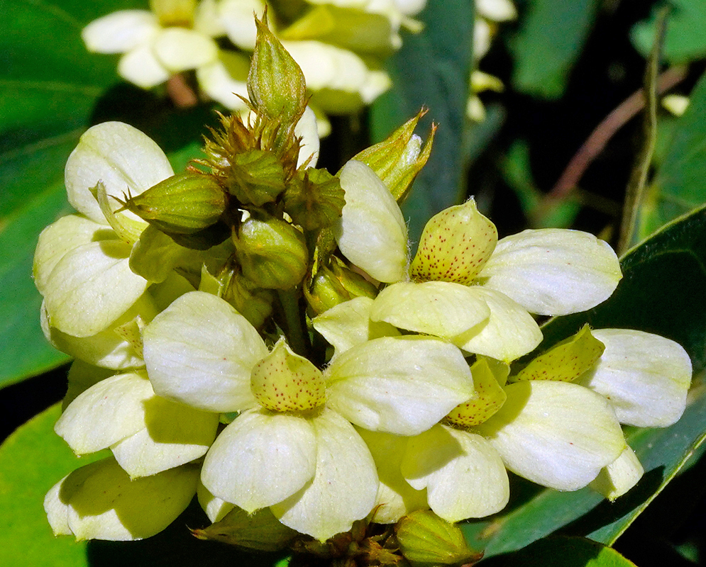 hite Schnella glabra flowers with purple specks on the flower petals