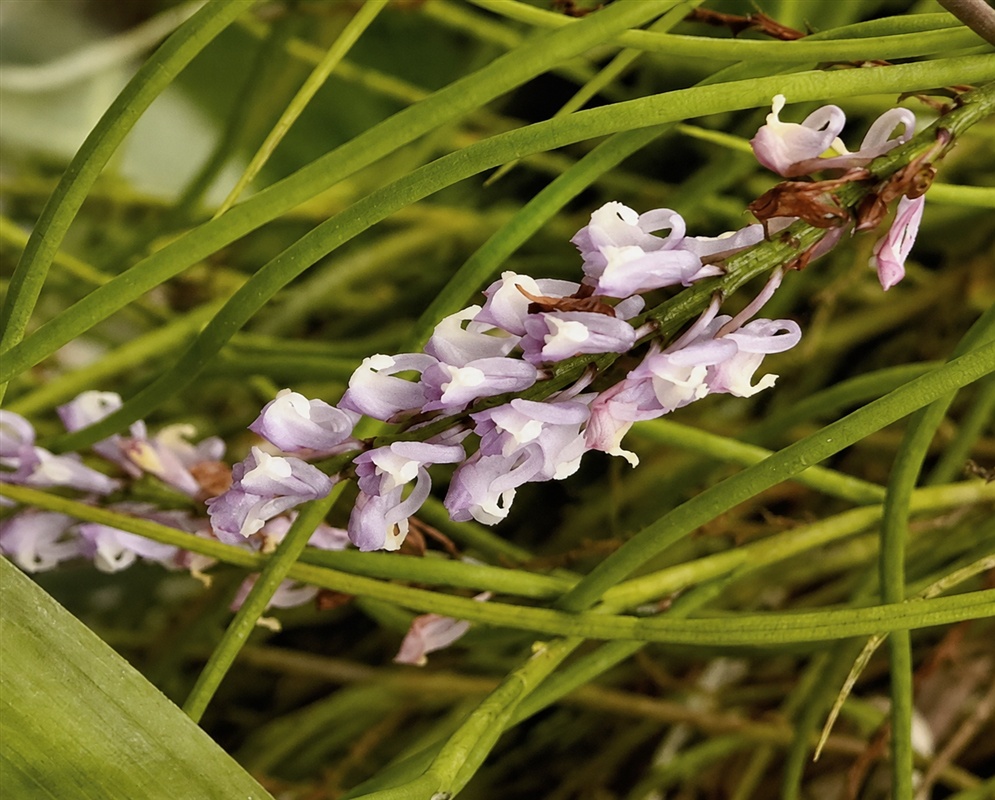 Schoenorchis juncifolia tiny pale pink orchid flowers among slender cylindrical leaves