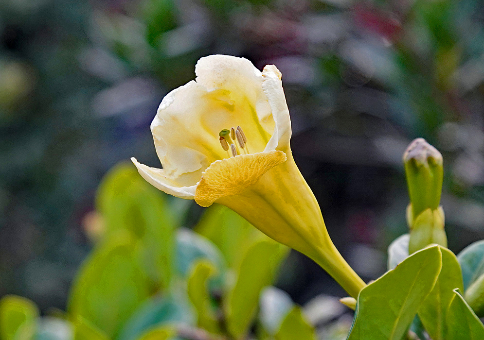 An opening yellow Schultesianthus odoriferus flower with a green stigma