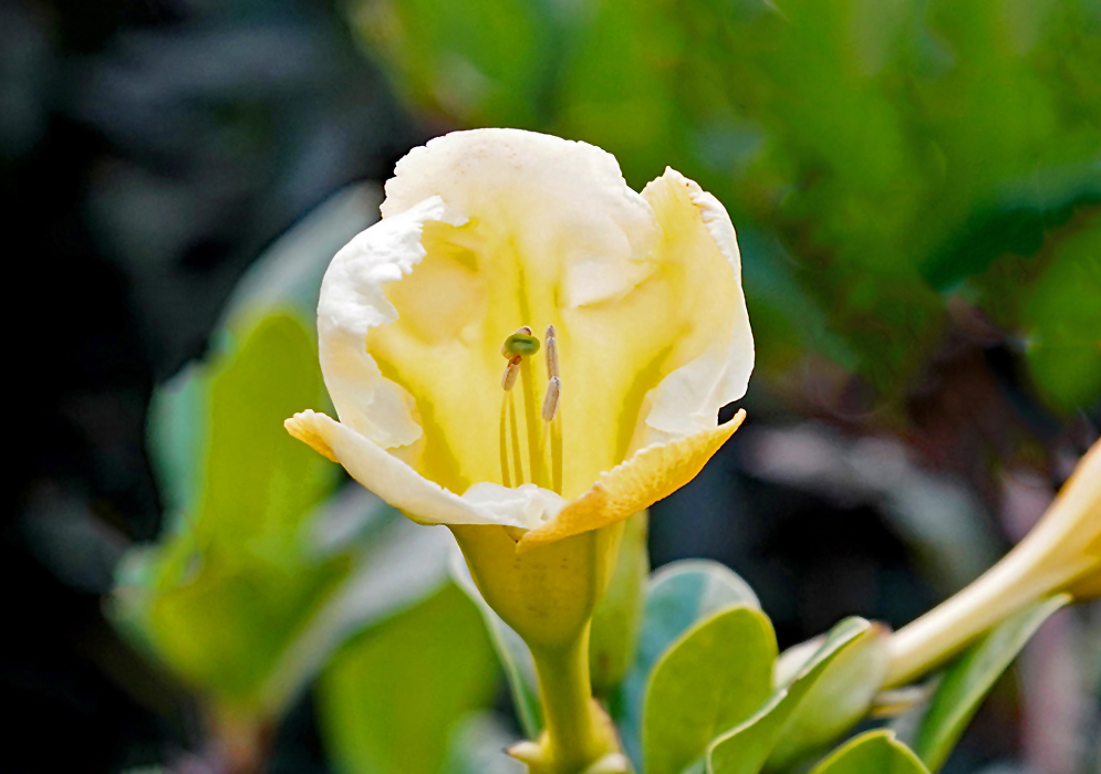 An opening yellow Schultesianthus odoriferus flower with a green stigma and brownish anthers