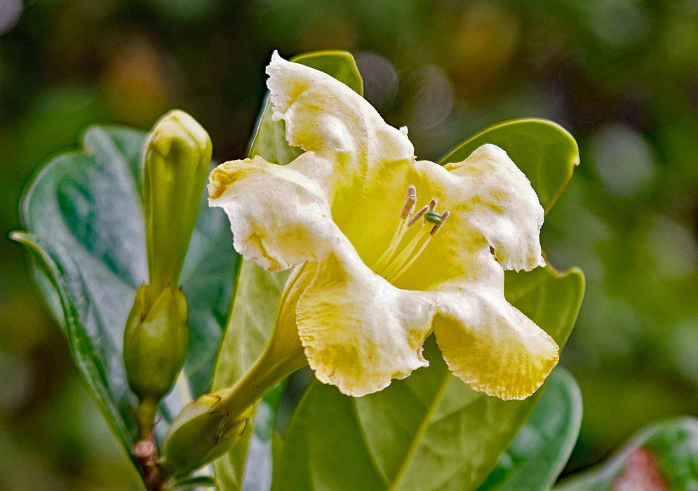 A yellow Schultesianthus odoriferus flower with white filaments and brownish anthers