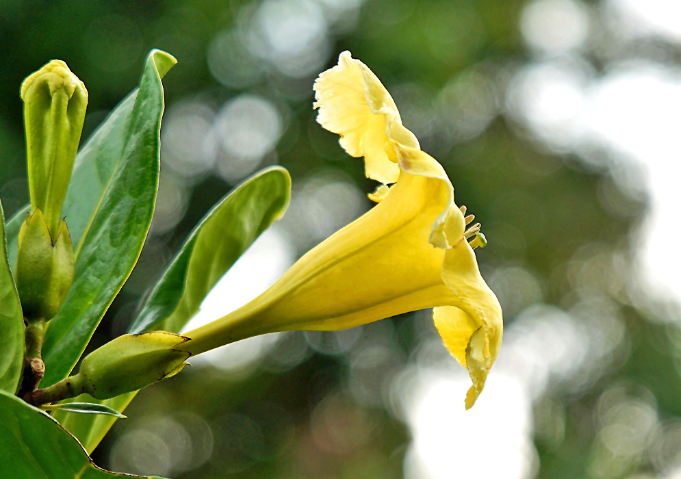A side view of a large Schultesianthus odoriferus yellow flower